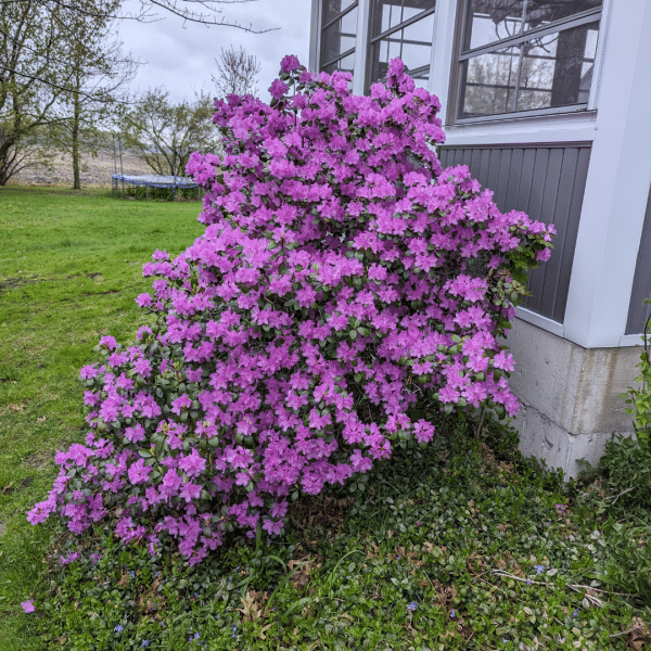 048g57 rhododendron pjm regal 03 1.png