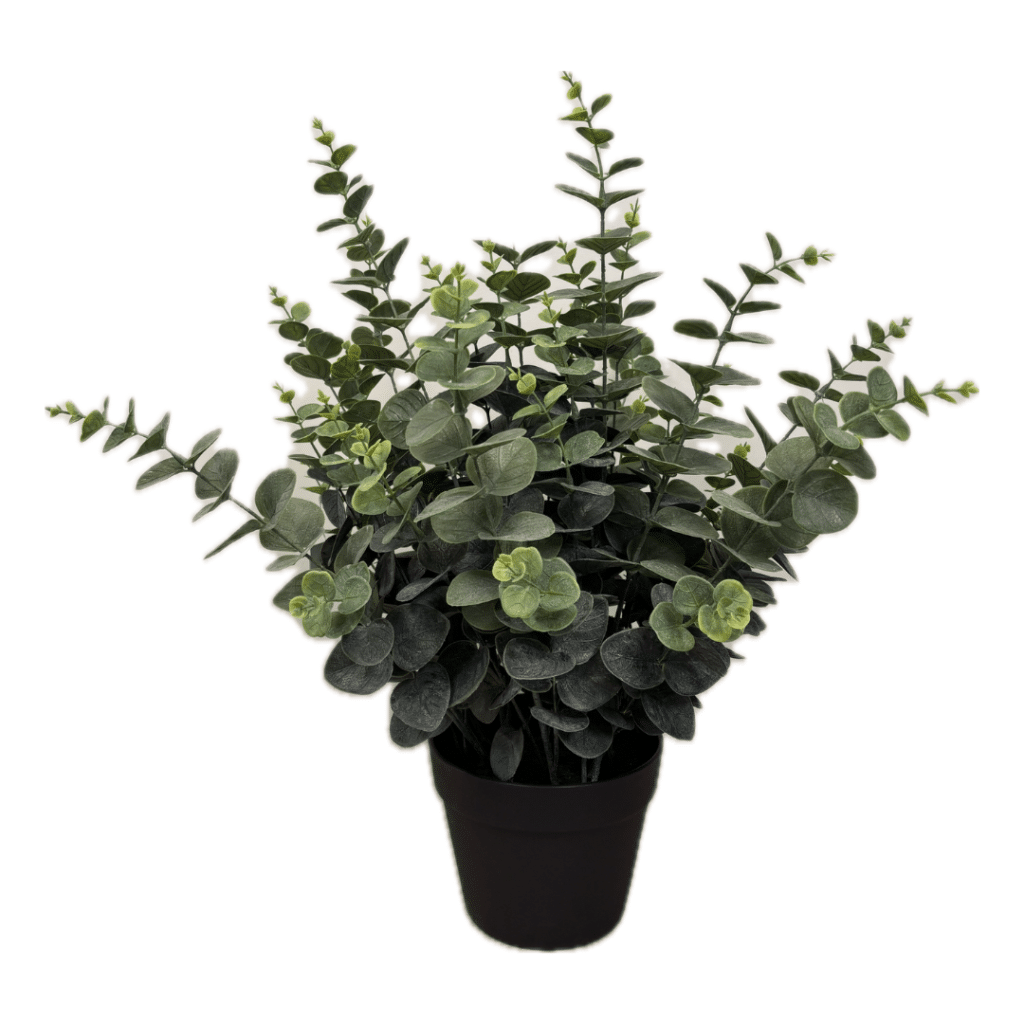 2706060 eucalyptus en pot 01.png