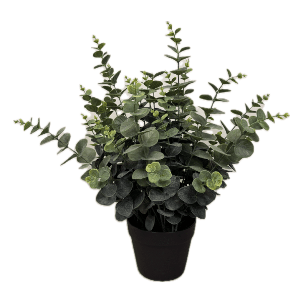 2706060 eucalyptus en pot 01.png