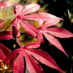 048g58 acer palmatum bloodgood 01.png
