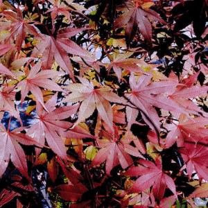 048g59 acer palmatum emperor one 01.png