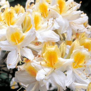 048g63 azalea northern hi lights 01.png