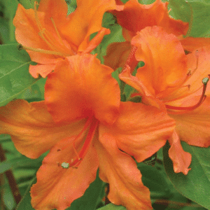 048g64 azalea mandarin lights 01.png