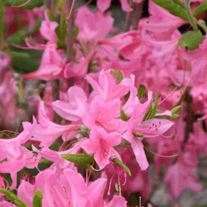 048g65 azalea northern lights 01.png