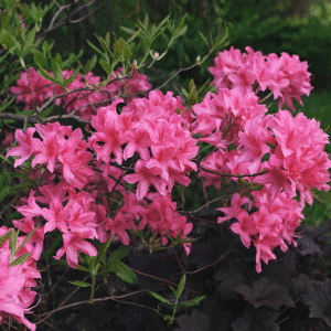 048g66 azalea rosy lights 01.png