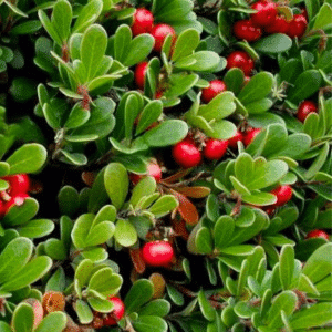 048g67 arctostaphylos uva ursi 01.png