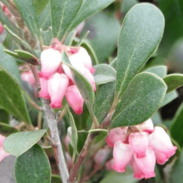 048g67 arctostaphylos uva ursi 02.png