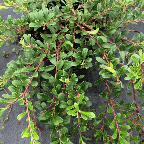 048g67 arctostaphylos uva ursi 03.png