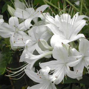 048g68 azalea westons innocence 01.png