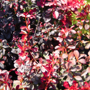 048g69 berberis thunbergii cherry bomb 01.png