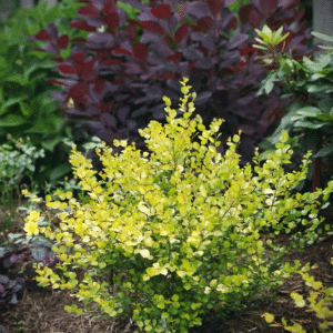 048g70 betula plettkei cesky gold 02.png