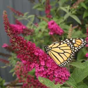 048g71 buddleia miss molly 01 1.png