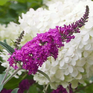 048g72 buddleia miss ruby 01.png