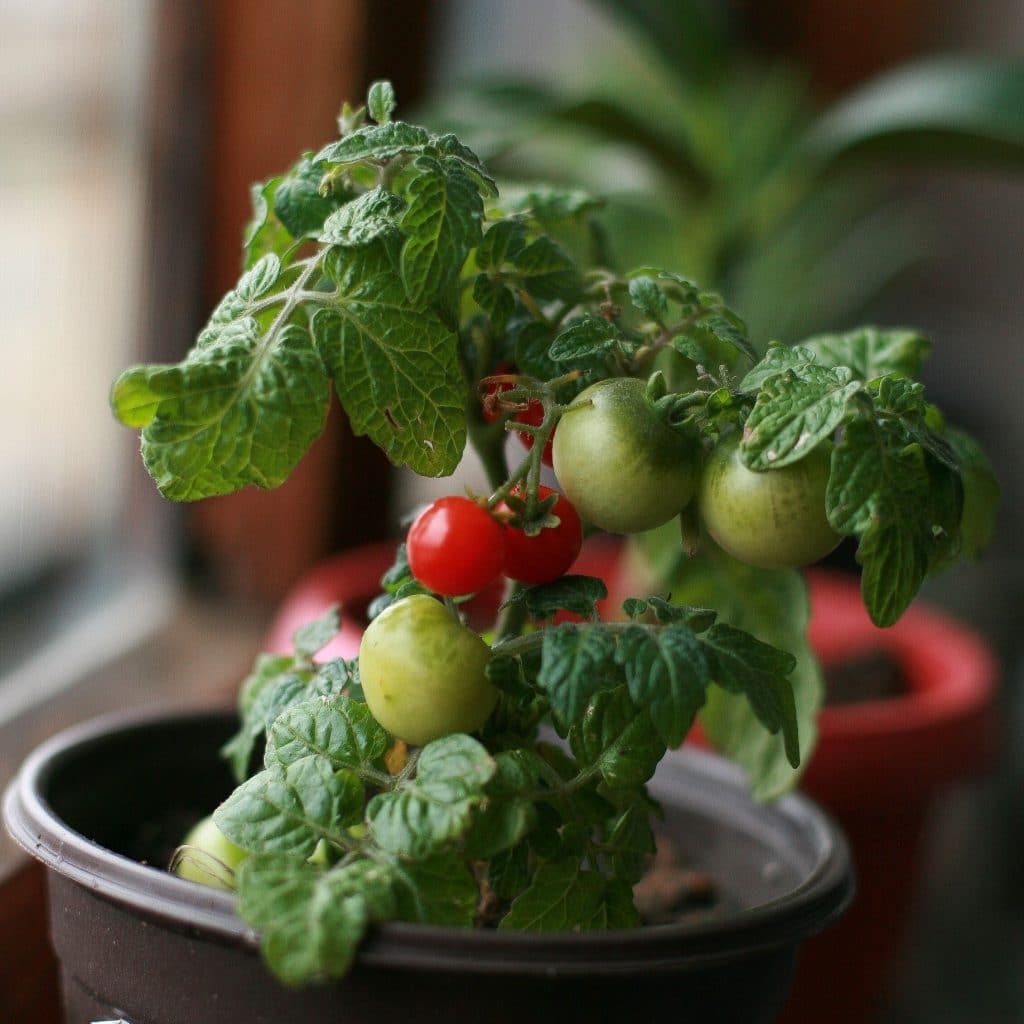 plantes potafères