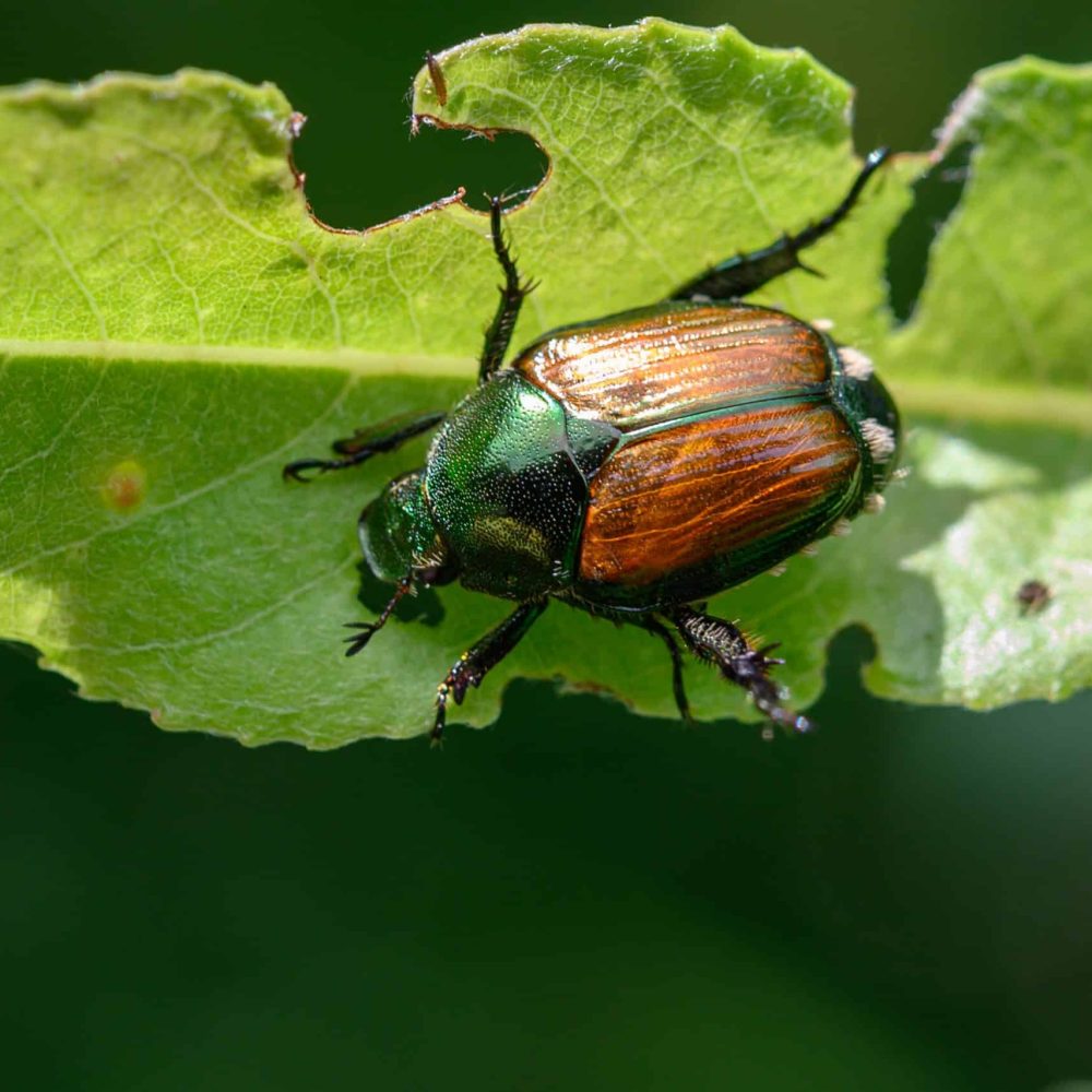 Japanese,Scarab,Beetles,Are,Invasive,To,North,America,And,Cause